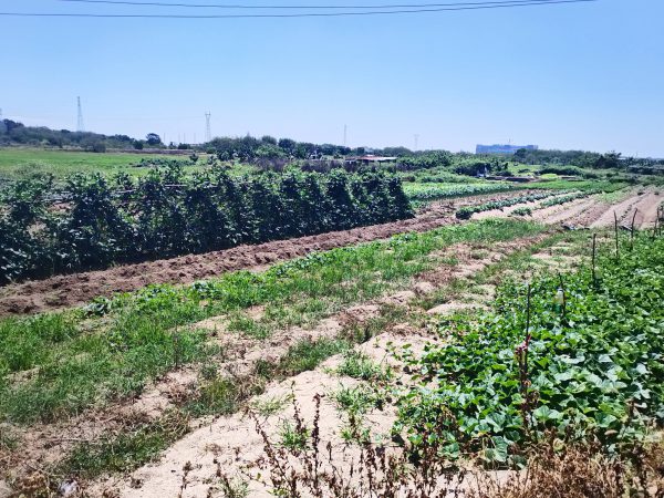 耕地巡查